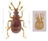Bryaxis pandellei pandellei